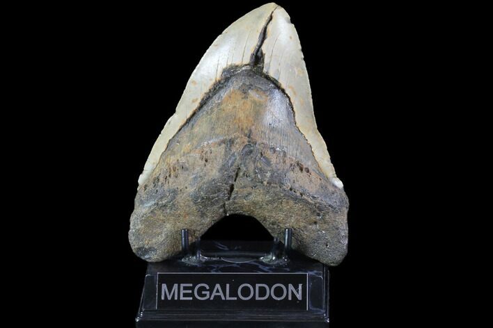 Bargain, Fossil Megalodon Tooth - Monster Tooth #86504